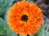 May Orange.jpg