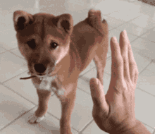 doge-doge-meme