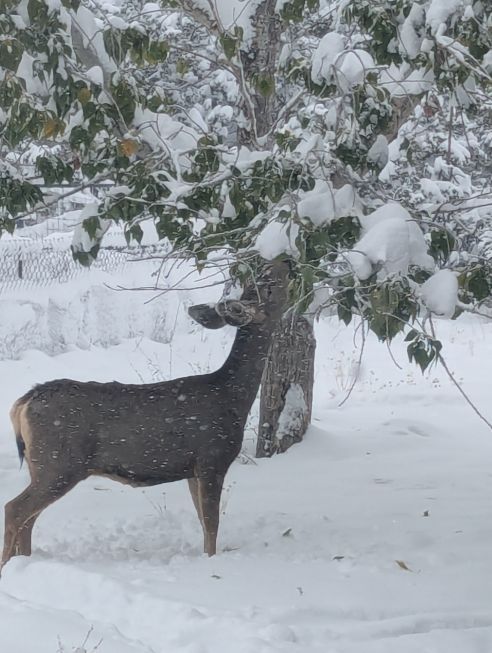 deer 16pct.jpg
