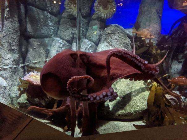 Monterey Bay Aquarium1 15pct.jpg