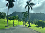 Trees in hawaii.png