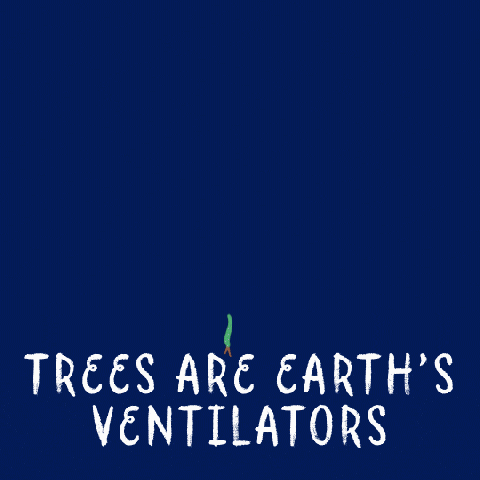 tree_giphy.gif