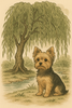 WillowLeafTree.png