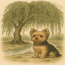 yorkie_willow_teams_icon.png