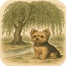 yorkie_willow_r.png