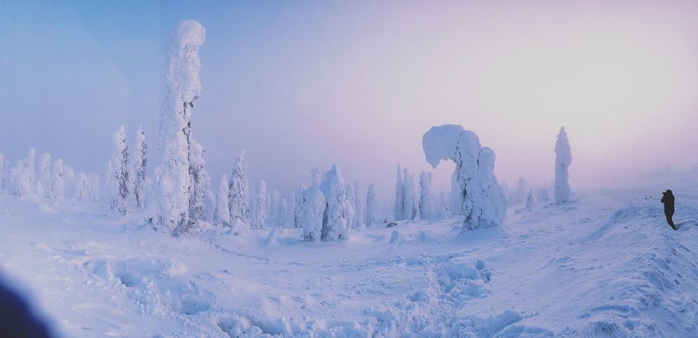 Enchanted forrest in alaska.jpeg