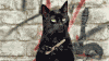 Black Cat GIF.gif