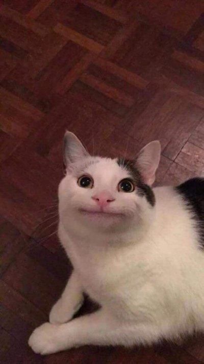 polite-cat.jpg