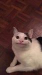 polite-cat.jpg
