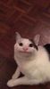 polite-cat.jpg