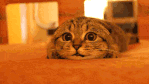 cute cat GIF.gif