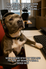 Customer Support Dog.png
