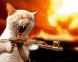 AngrYCAT.gif