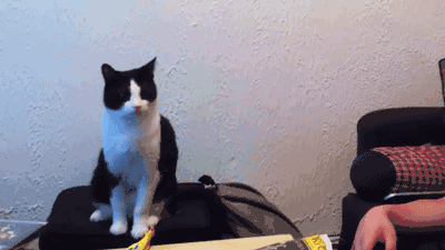 using-gifs-support-5.gif