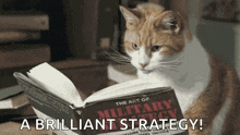 cat-military-strategy.gif