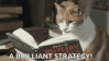 cat-military-strategy.gif
