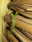 IMG_1042~2.jpg