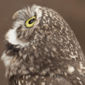Eyes Wow GIF by San Diego Zoo Wildlife Alliance.gif