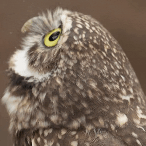 Eyes Wow GIF by San Diego Zoo Wildlife Alliance.gif