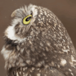 Eyes Wow GIF by San Diego Zoo Wildlife Alliance.gif