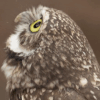 Eyes Wow GIF by San Diego Zoo Wildlife Alliance.gif