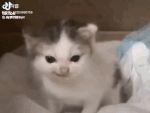 german-cat-cat.gif