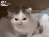 german-cat-cat.gif