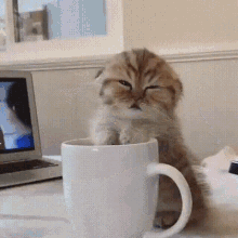 cat-coffee.gif