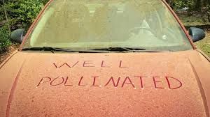 Pollen Car 2.jpg