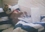 Dog Hacking GIF.gif