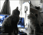 high five cat GIF.gif