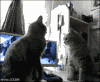 high five cat GIF.gif