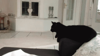 high five cat GIF (1).gif