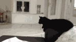 high five cat GIF (1).gif