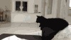 high five cat GIF (1).gif