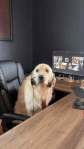 GIF-1.gif