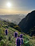 Madeira.jpeg