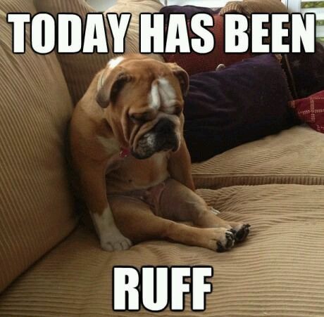 sadpuppy.jpeg