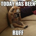 sadpuppy.jpeg