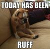 sadpuppy.jpeg