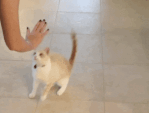 cat.gif