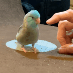 parrot.gif