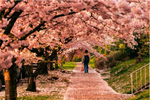 Cherry blossom.png