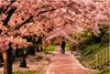 Cherry blossom.png