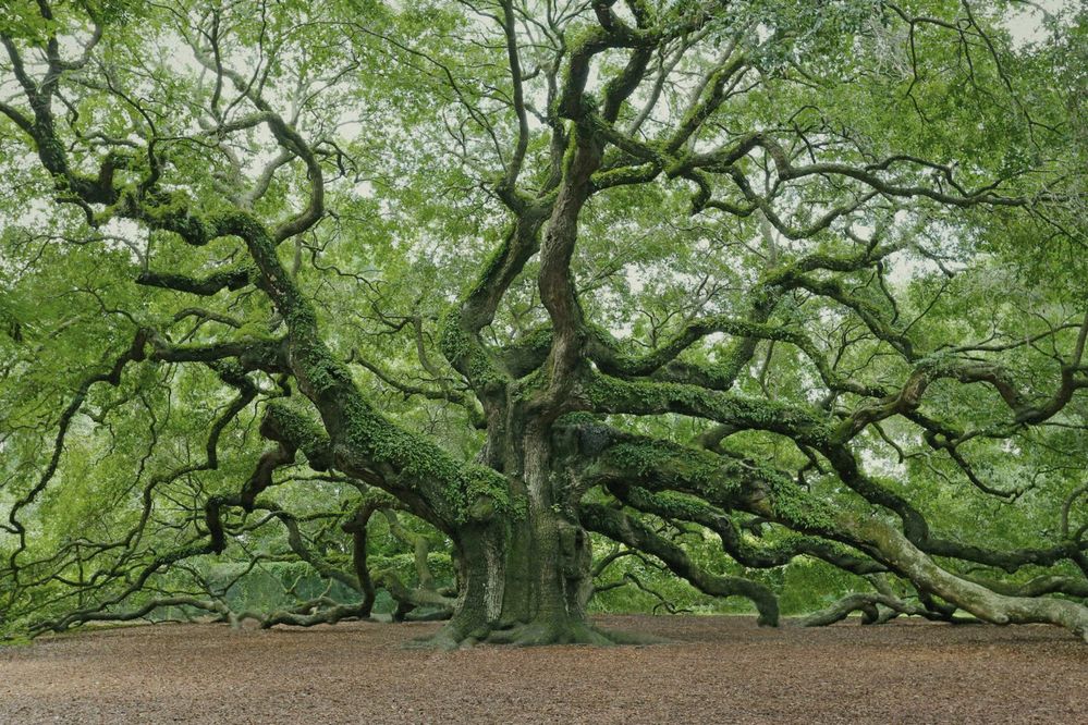 oak-trees-overview-atmos-1280x853.jpg