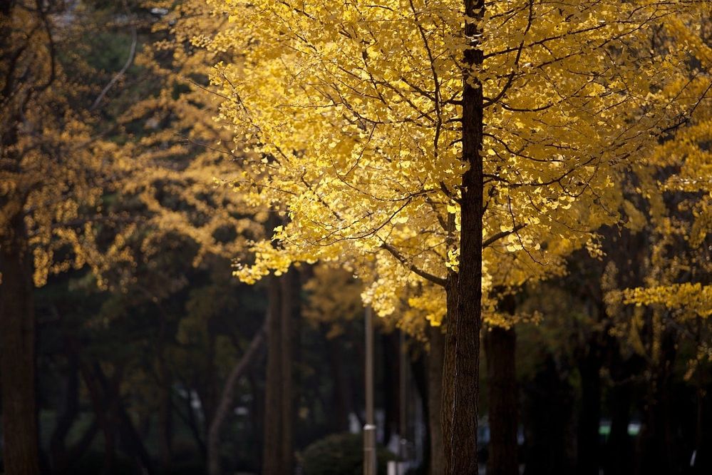 tree-quiz-result-4