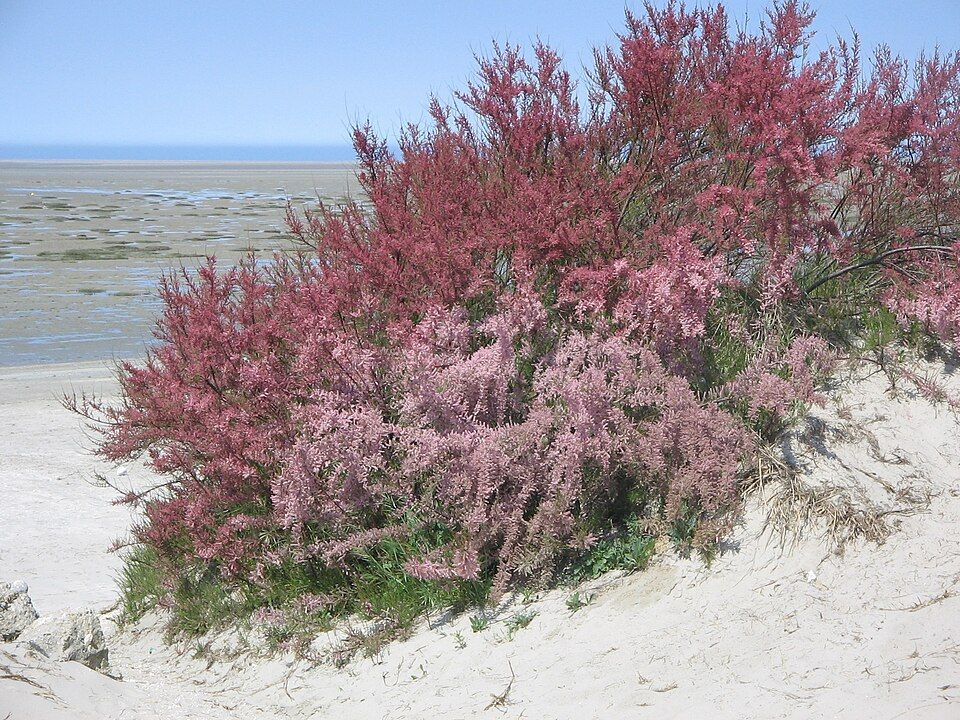 Tamarix_gallica01.jpg