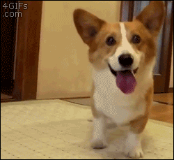 giphy