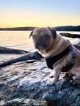 Gary the Pug.jpg
