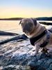Gary the Pug.jpg